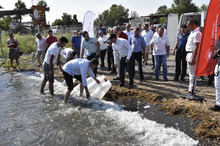 Köyceğiz Gölüne 180 Bin Yavru Sazan Bırakıldı