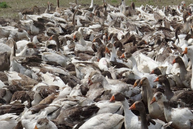 Kars'ta kaz ölümleri yeniden başladı