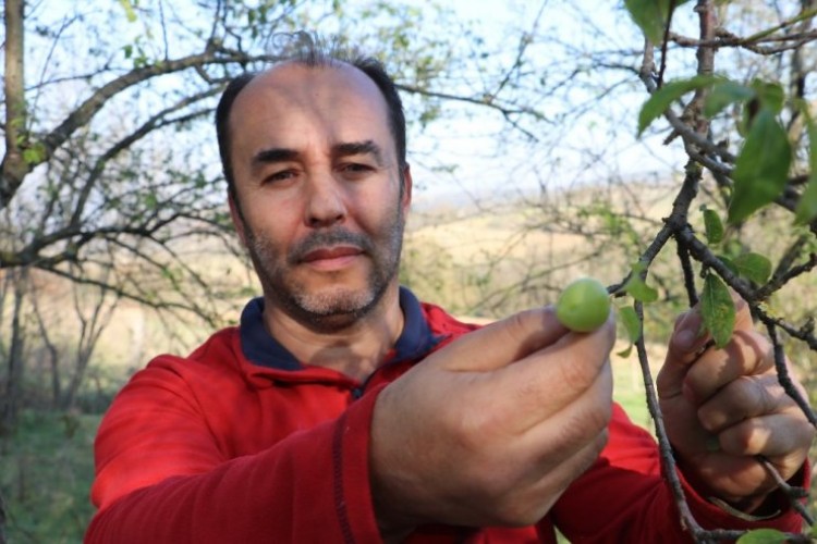 Sıcağa aldanan ağaçlar Kasım ayında erik verdi