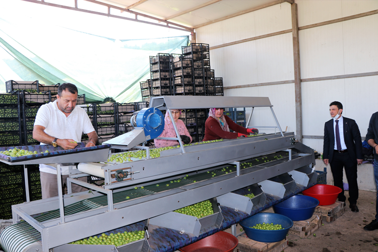 Yalova Eriği Tezgâhlarda Yerini Almaya Başladı