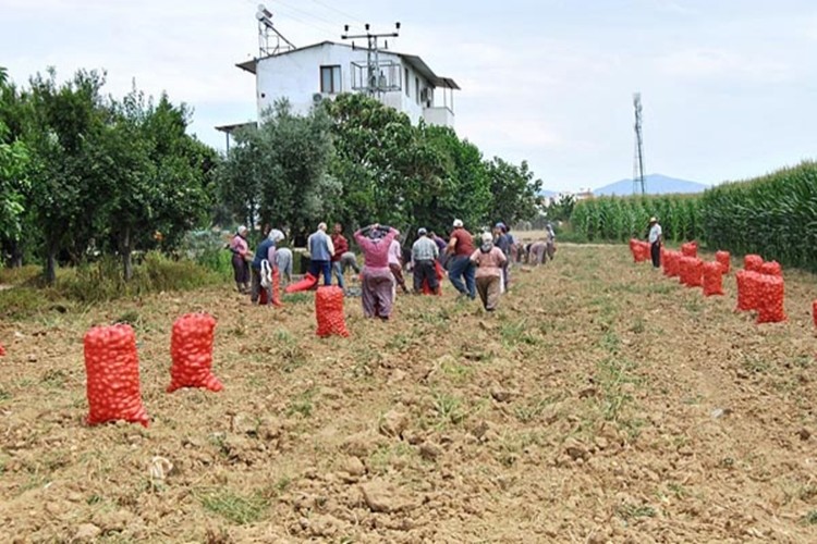 Sandıklı patatesi tezgahtaki fiyatların ateşini düşürecek