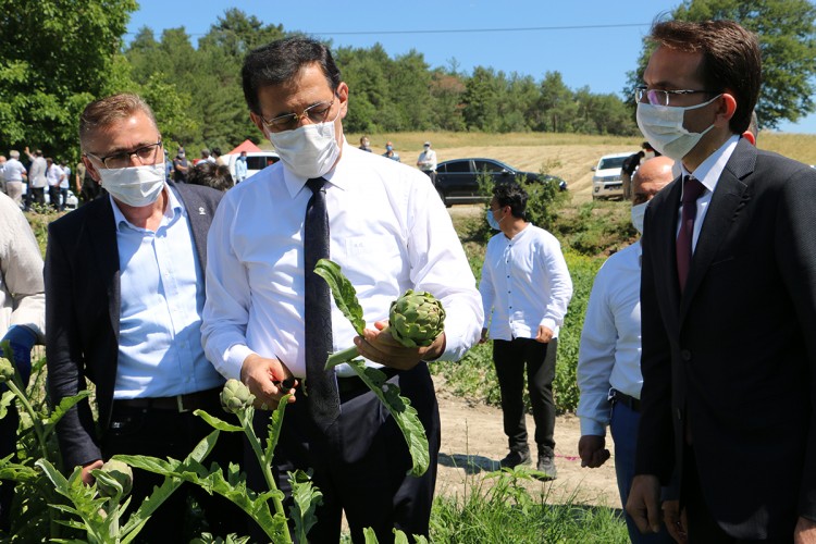 Göynük’te Enginarlar Törenle Hasat Edildi