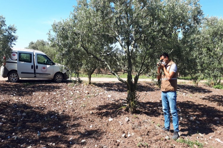 Dane Zeytin Desteği Ödemeleri Bugün Başlıyor