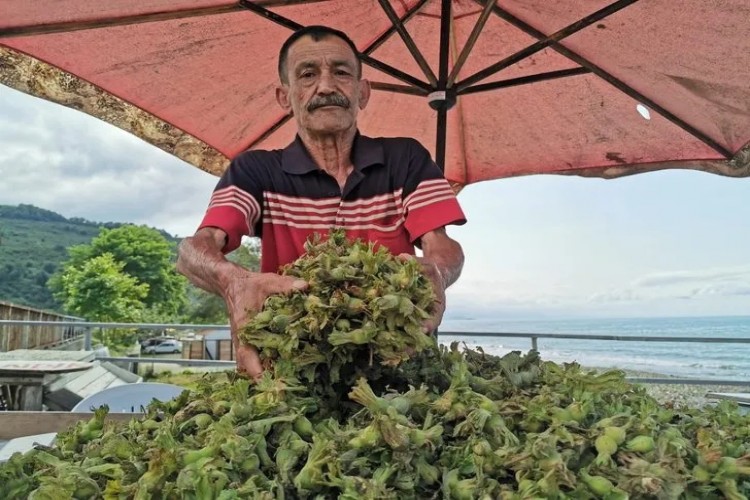 Fındık Tezgâha İndi! Kilosu 15 Lira