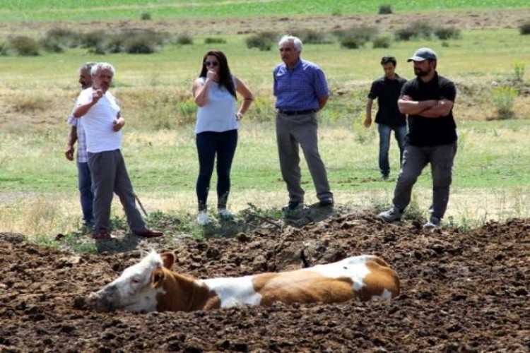 Şaşkına çeviren görüntü! İnekleri tarlada bu halde buldular