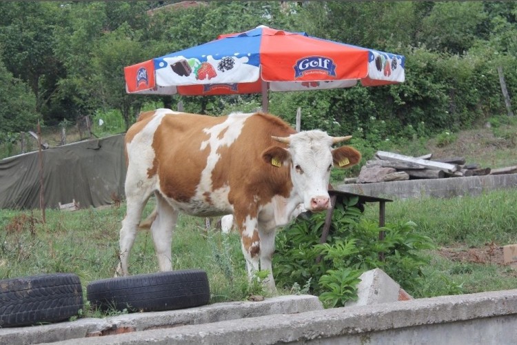 Kurban Bayramı Öncesi Şarbon Paniği