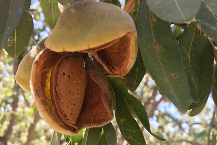 Adıyaman’da badem verimi ikiye katlandı