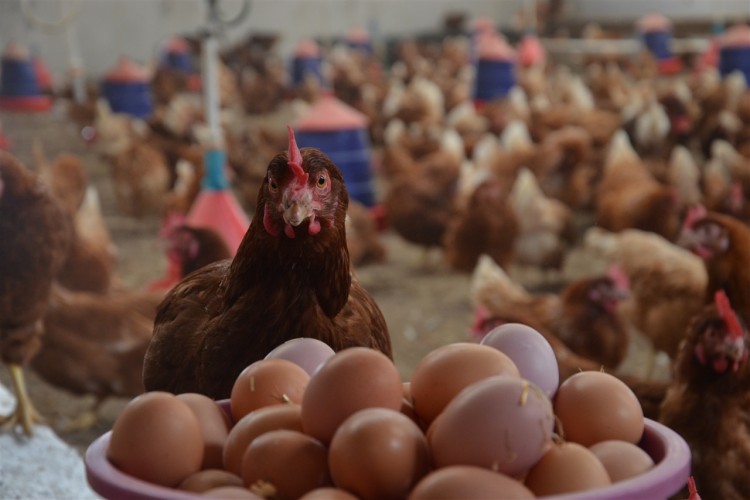 Tavuk Eti Üretimi Artarken, Yumurta Üretimi Düştü