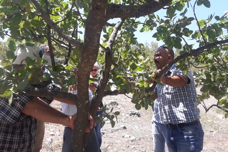 Muğla'lı Üreticilere Antepfıstığı Yetiştiriciliği Eğitimi Verildi