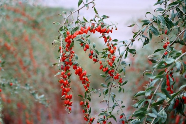 Aksaray’ın Oscar Kalite Ödüllü Goji Berry’si Dünyaya İhraç Ediliyor