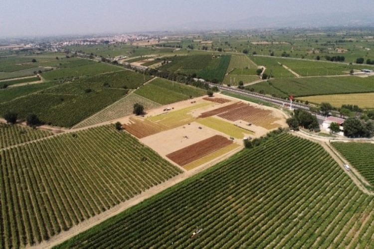 Manisa Ovaları Sergideki Üzümlerle Rengarenk Oldu