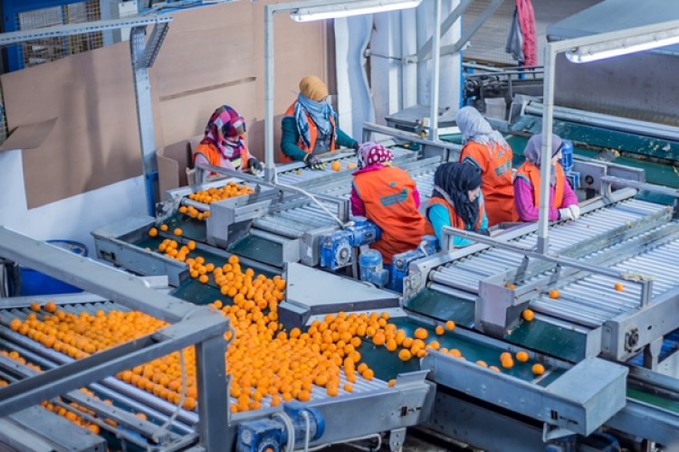 Meyve Ve Sebze Sektörüne 640 Milyon Liralık Yatırım