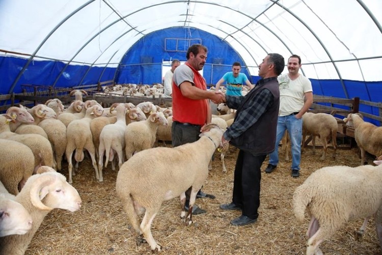 Kurbanlık Fiyatlarında Yüzde 10 Artış Var