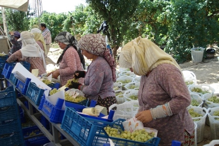 Denizli’de Üzüm Hasat ve Kurutma Çalışmaları Devam Ediyor