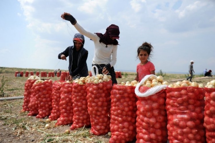 Yaz Soğanı Hasatı Başladı