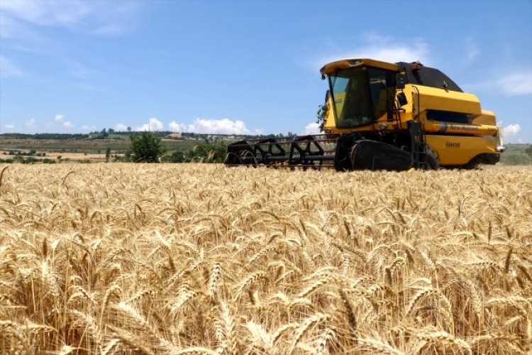 Buğdayda Son 50 Yılın En Verimli Dönemi