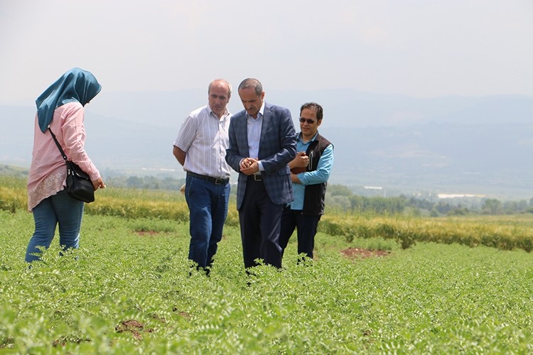 Bolu Toprağı Yeşili Seviyor Verimi İle Fark Yaratıyor