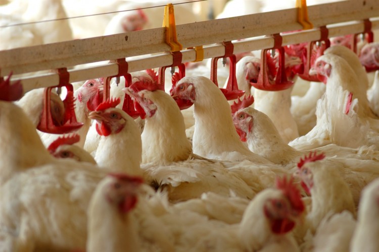 Yumurta Üretimi Azalırken, Tavuk Eti Üretimi Arttı