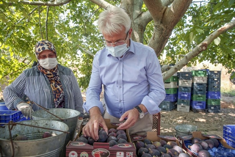 Başkan Erdem “Bursa Siyahı” hasadına katıldı