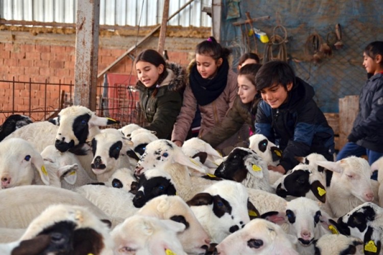 Gençler Denizli’de Kuzularla Buluştu