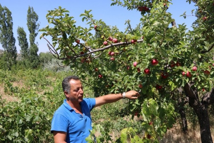 Niğde’de yazlık elma pazarda alıcılarını bekliyor