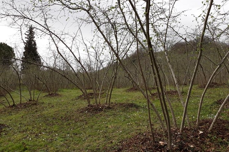 Fındık Timleri Sahaya İniyor