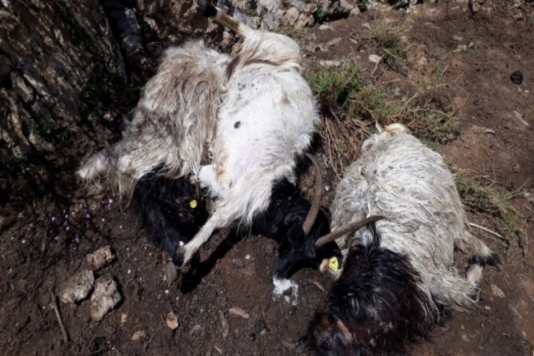 Hakkari’de yıldırım düştü 13 hayvan telef oldu