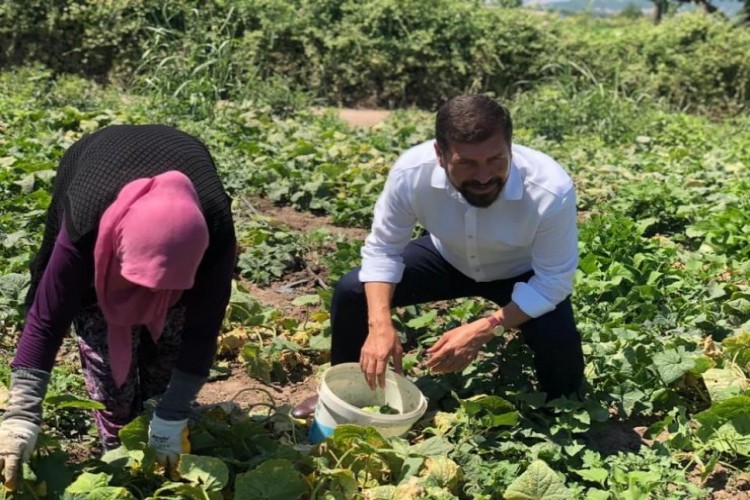 Kornişon üretimindeki artış Sındırgılı çiftçiyi sevindirdi