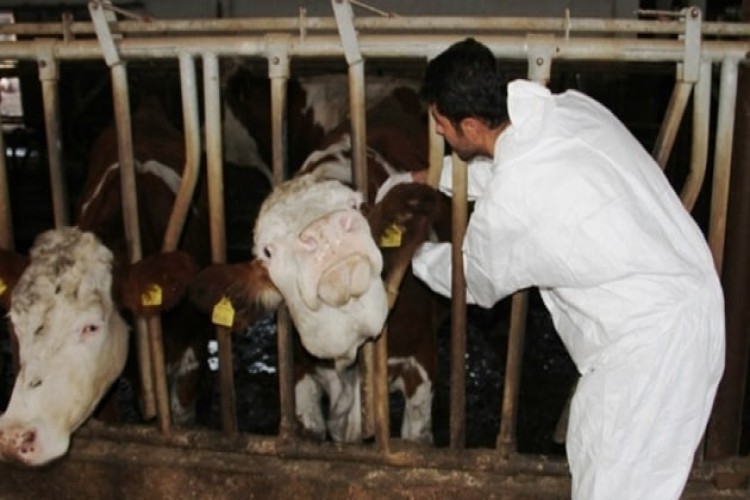 Bingöl'de 31 köyde sığır hastalığı nedeniyle karantina uygulaması