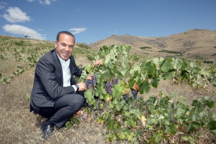 Saimbeyli ve Pozantı Yeniden Üzüm Diyarı Oluyor