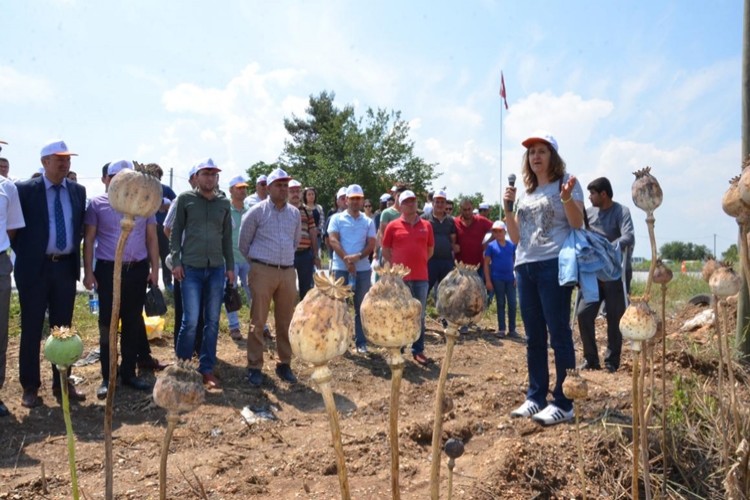 Yeni Haşhaş Çeşitleri Çiftçilere Tanıtıldı