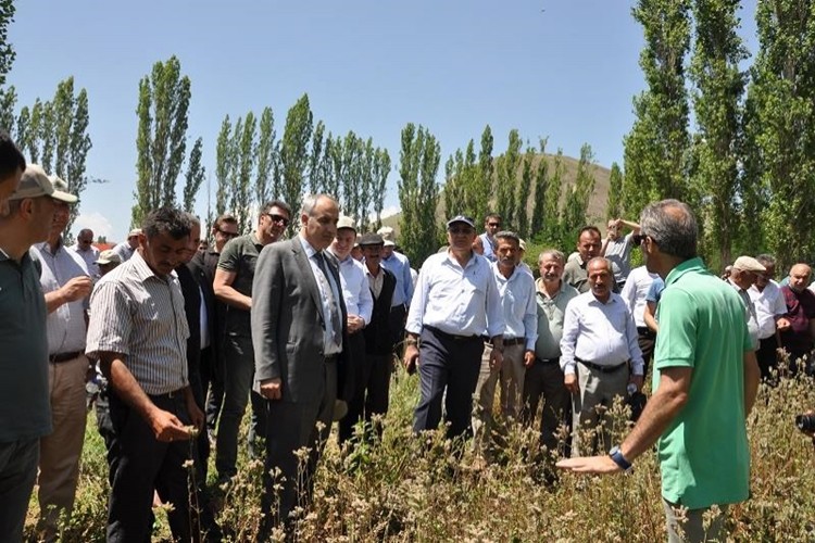 Arı Otu Ve Süt Otu Sayesinde Gerek Bal Gerekse Süt Verimi Yükselecek