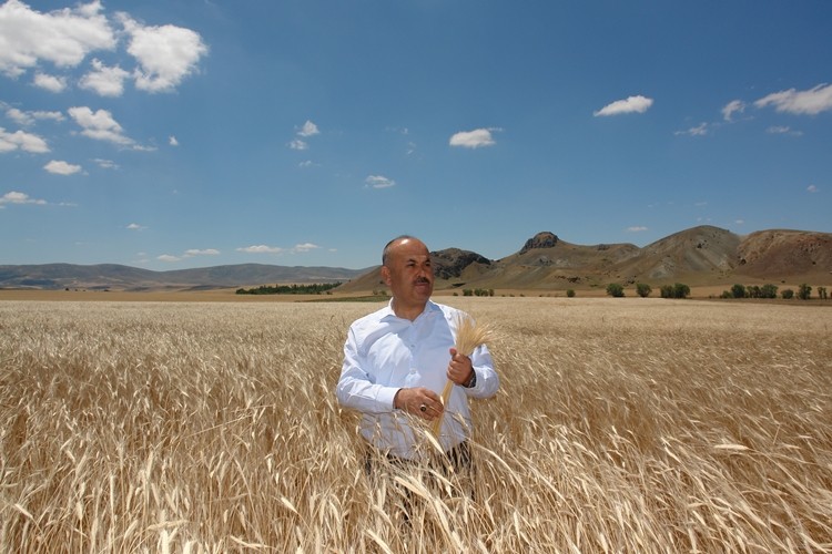 Yerli Tohumlarımıza Sahip Çıkmak İsteyen Çiftçilerimize Siyez Buğdayını Tavsiye Ediyorum