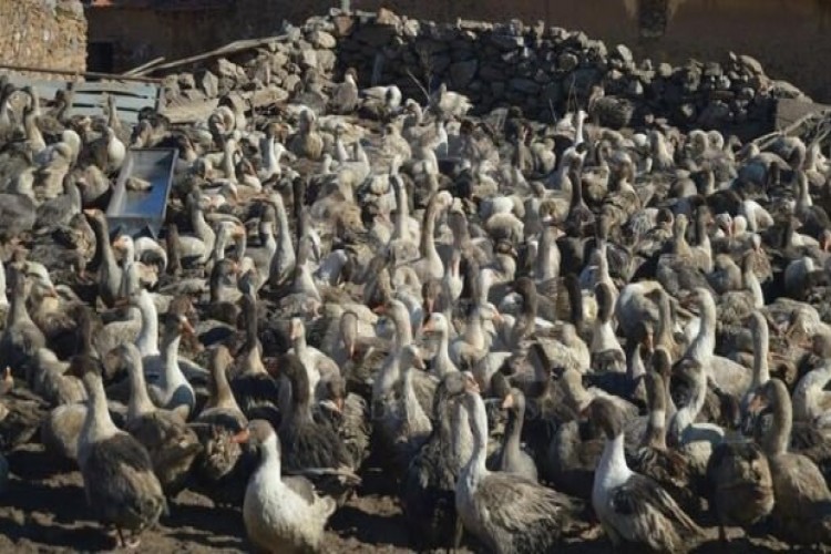 Tokat'ta çiftçilere kaz dağıtıldı