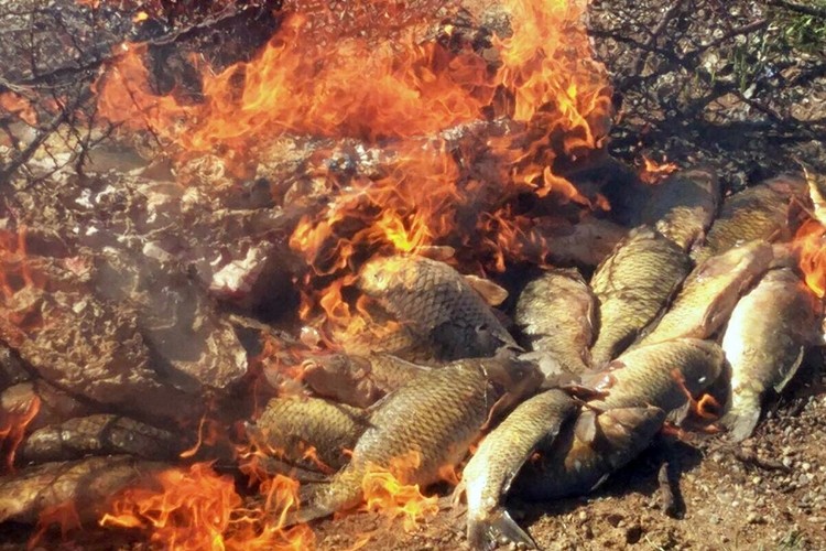 Adıyaman'da Kaçak Avcılık ile Mücadele Devam Ediyor