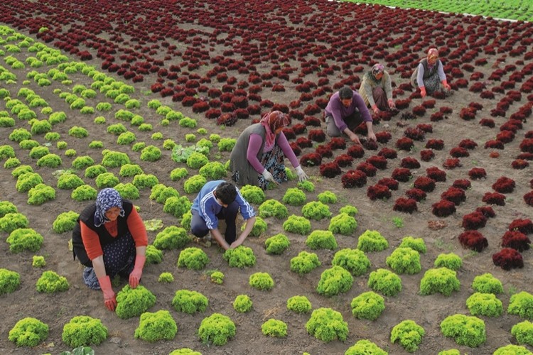 Çiftçinin En Önemli Sorunu Mazot ve Gübre