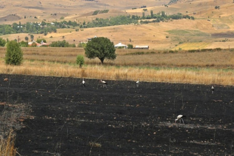 Tunceli'deki Yangında 100 Dönüm Ekili Alan Kül Oldu