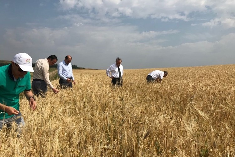 Afetten Zarar Gören Üreticilerin Tarlaları İncelendi