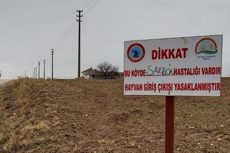 Kırşehir’de şarbon paniği! Hayvan giriş çıkışları yasaklandı