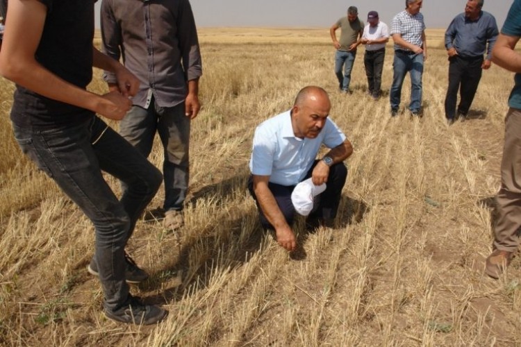 Toprak İşlemesiz Tarım Yaygınlaşıyor