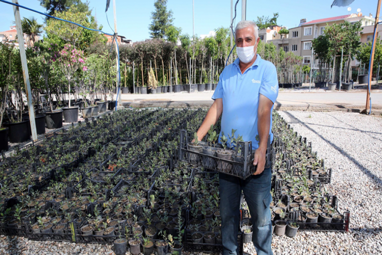 İzmir’in meşe ormanları yeniden yeşeriyor