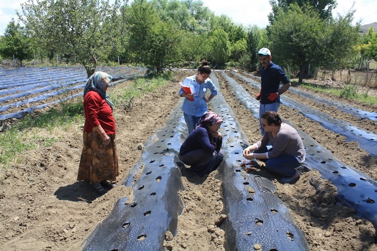 Çilek Fideleri Toprakla Buluştu