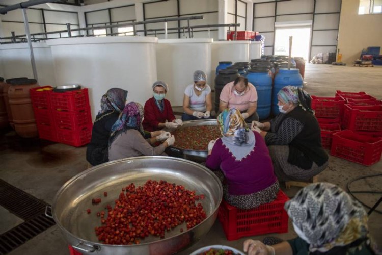 Mersinden Kadın Kooperatifi Üreticiden Meyve Aldı, Kazanlar Kızıla Boyandı