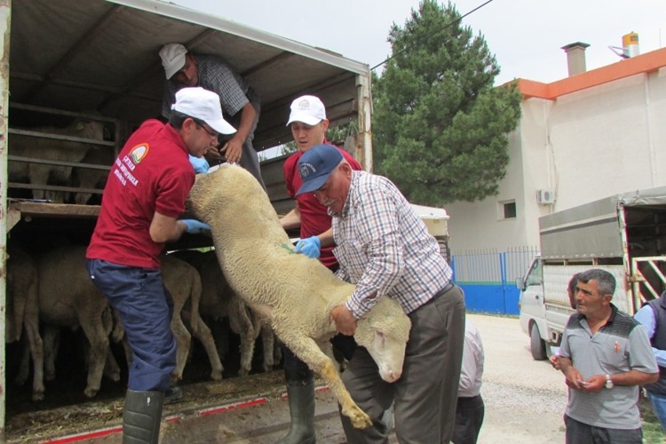 Yetiştiricilere Yüksek Vasıflı Anadolu Merinosu Damızlık Koç Dağıtımı Yapıldı