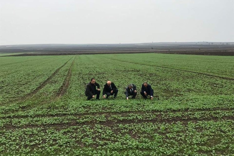 Sarıkoca: Tekirdağ Kanola Üretiminde Birinci Sıradadır