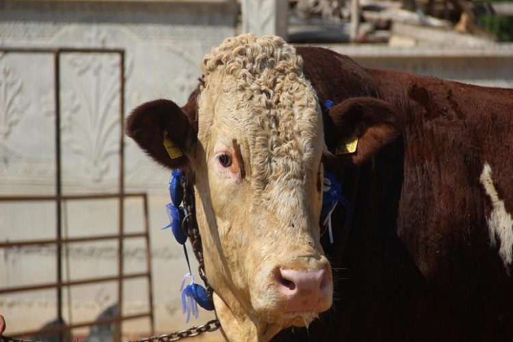 Yaklaşan Kurban Bayramı için yurt içi ve yurt dışı kurbanlık fiyatları belirlendi