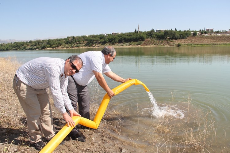 Adıyaman Göletlerine 100 Bin Pullu Sazan Yavrusu Bırakıldı