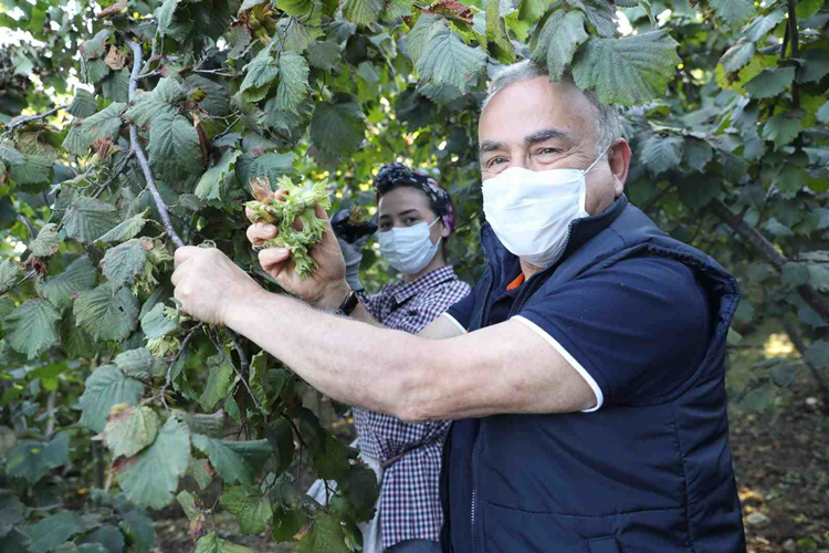 Fındık hasadı başladı