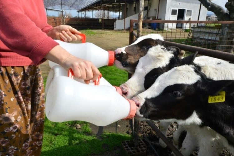 Süt Kalite Desteklemesi Ödenmek Üzere Bakanlığa Gönderildi
