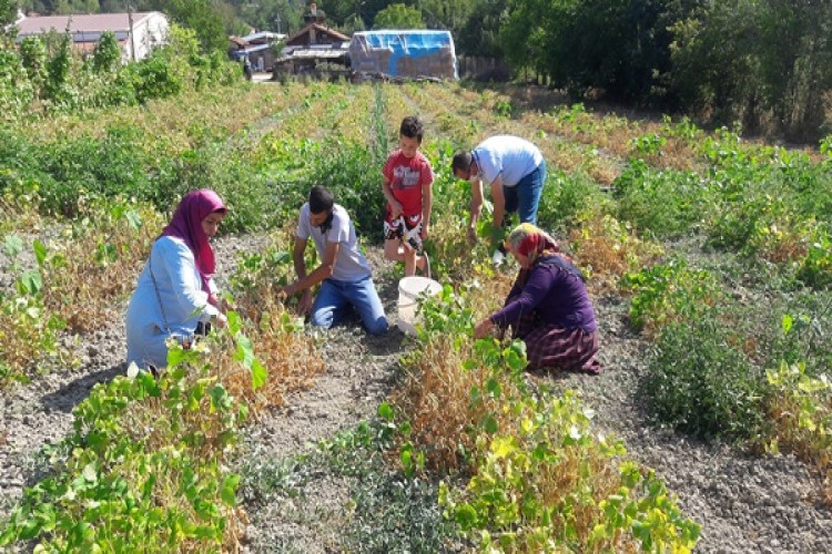 Bakliyat Köyünde Hasat Başladı